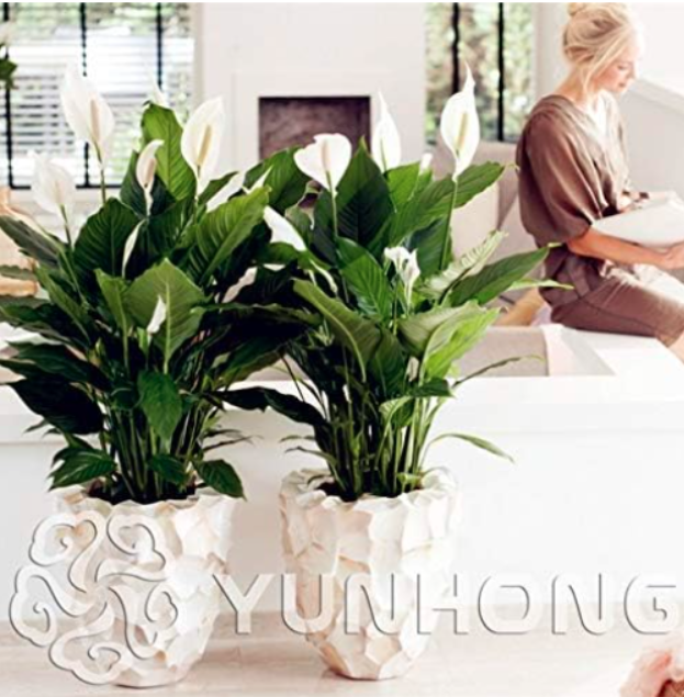 Rare Spathiphyllum Seed Rosebud Spathiphyllum Perennial Flower plant Hardy