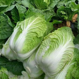 Fengkang 70 Chinese Cabbage Seeds
