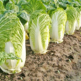 Fengkang 70 Chinese Cabbage Seeds