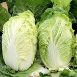 Fengkang 80 Chinese Cabbage Seeds