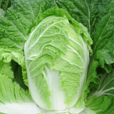 Fengkang 80 Chinese Cabbage Seeds