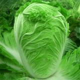 Fengkang 80 Chinese Cabbage Seeds