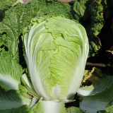 Fengkang 70 Chinese Cabbage Seeds