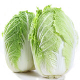 Fengkang 80 Chinese Cabbage Seeds