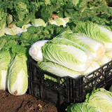 Fengkang 80 Chinese Cabbage Seeds