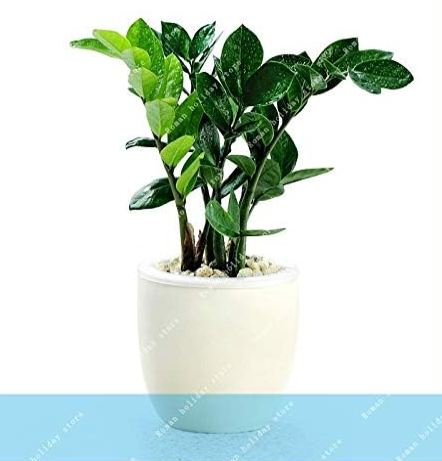 pachira macrocarpa pachira pachira aquatica Seed Tree Potted Flower Money Tree