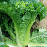 Jinkang 75 Chinese Cabbage Seeds