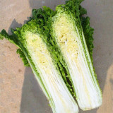 Jinkang 75 Chinese Cabbage Seeds