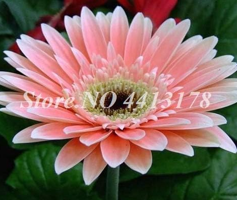Gerbera Daisy Hybrids Mix Flower Plantas Seed Potted Plants Easy to Grow