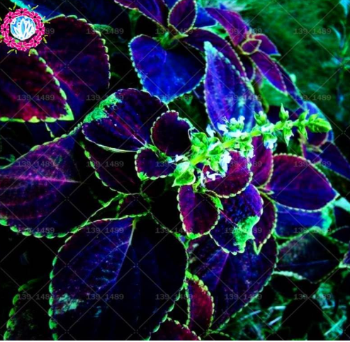 Coleus Seed foliage plants perfect color Arc-Dragon beautiful flower plant garden