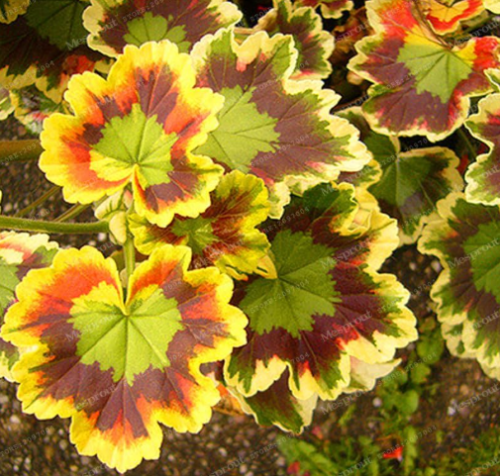 Rare Geranium Seed Variegated Geranium
