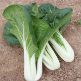 Yumeiren Baby Bok Choy Seeds