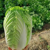 Fengkang 90 Chinese Cabbage Seeds