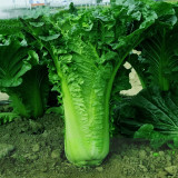 Jinkang 75 Chinese Cabbage Seeds