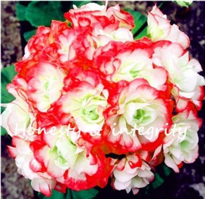 Geranium Garden Perennial Flower Seeds