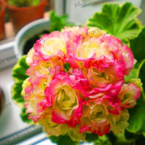 Univalve Geranium Seed Perennial Flower Garden Pelargonium Peltatum