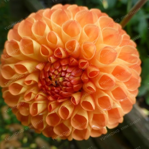 Multi-Colored Dahlia Bulbs Beautiful Perennial Dahlia Flower