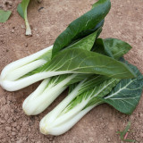 Yumeiren Baby Bok Choy Seeds