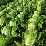 Fengkang 90 Chinese Cabbage Seeds
