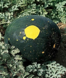 Rare Watermelon, Moon and Stars Heirloom red Flesh Prolific, Super Sweet, Organic