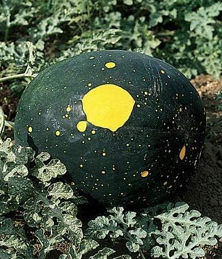 Rare Watermelon, Moon and Stars Heirloom red Flesh Prolific, Super Sweet, Organic