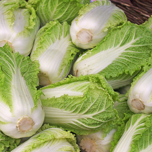 Fengkang 90 Chinese Cabbage Seeds