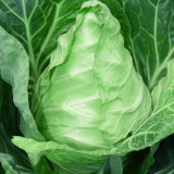 Pagoda Ox-heart Cabbage Seeds