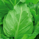 Pagoda Ox-heart Cabbage Seeds