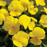 Bingo Series Yellow Pansy F1 Seeds | Early-Maturing, Cold-Tolerant, and Heat-Resistant Blooms