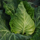 Pagoda Ox-heart Cabbage Seeds