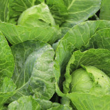 Green Treasure Cabbage Seeds