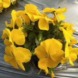 Bingo Series Yellow Pansy F1 Seeds | Early-Maturing, Cold-Tolerant, and Heat-Resistant Blooms