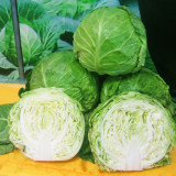 Green Treasure Cabbage Seeds