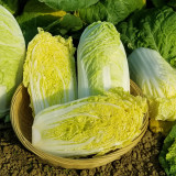 Quanfu Baby Cabbage Seeds