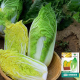 Quanfu Baby Cabbage Seeds