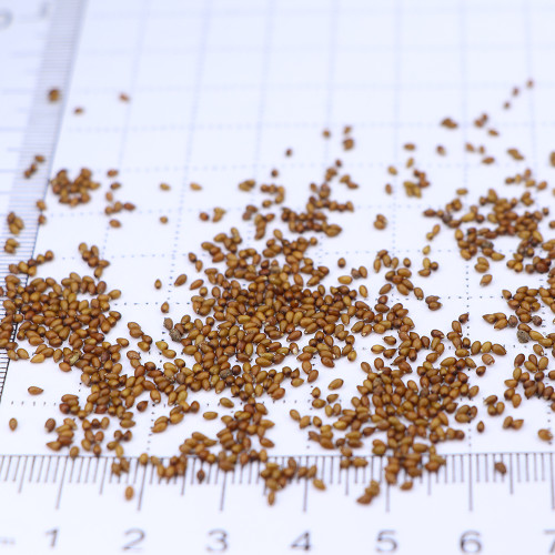 Bingo Series Yellow Pansy F1 Seeds | Early-Maturing, Cold-Tolerant, and Heat-Resistant Blooms