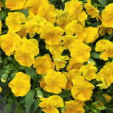 Bingo Series Yellow Pansy F1 Seeds | Early-Maturing, Cold-Tolerant, and Heat-Resistant Blooms