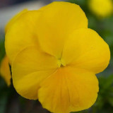 Bingo Series Yellow Pansy F1 Seeds | Early-Maturing, Cold-Tolerant, and Heat-Resistant Blooms