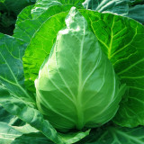 Pagoda Ox-heart Cabbage Seeds