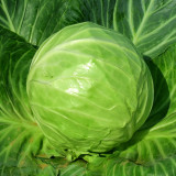 Green Treasure Cabbage Seeds