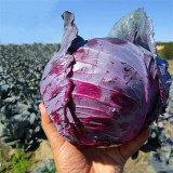 Violet Cabbage Seeds