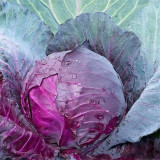 Violet Cabbage Seeds