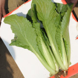 Emerald Green Baby Bok Choy Seeds