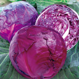 Violet Cabbage Seeds