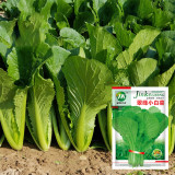 Emerald Green Baby Bok Choy Seeds