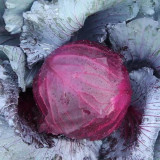 Violet Cabbage Seeds
