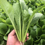 Emerald Green Baby Bok Choy Seeds