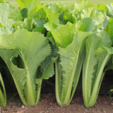 Emerald Green Baby Bok Choy Seeds