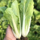 Creamy Baby Bok Choy Seeds: Crisp and Refreshing