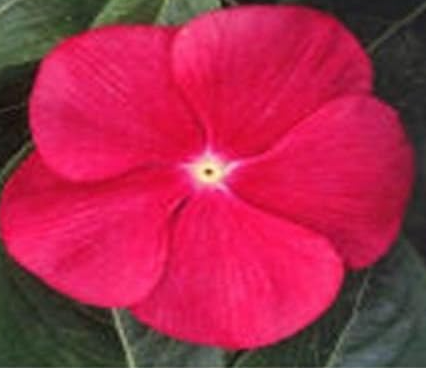 Vinca Sunsplash Rose Seeds